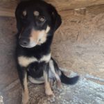 Mischling Lilo, 02/2022, ca. 43 cm