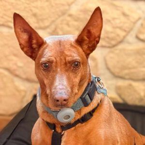 Podenco Lima, 11/2014, ca. 45 cm, 86459 Gessertshausen