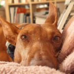 Podenco Lima, 11/2014, ca. 45 cm, 86459 Gessertshausen