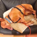 Podenco Lima, 11/2014, ca. 45 cm, 86459 Gessertshausen