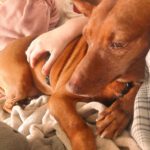 Podenco Lima, 11/2014, ca. 45 cm, 86459 Gessertshausen