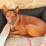 Podenco Lima, 11/2014, ca. 45 cm, 86459 Gessertshausen