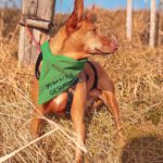 Podenco Lima, 11/2014, ca. 45 cm, 86459 Gessertshausen