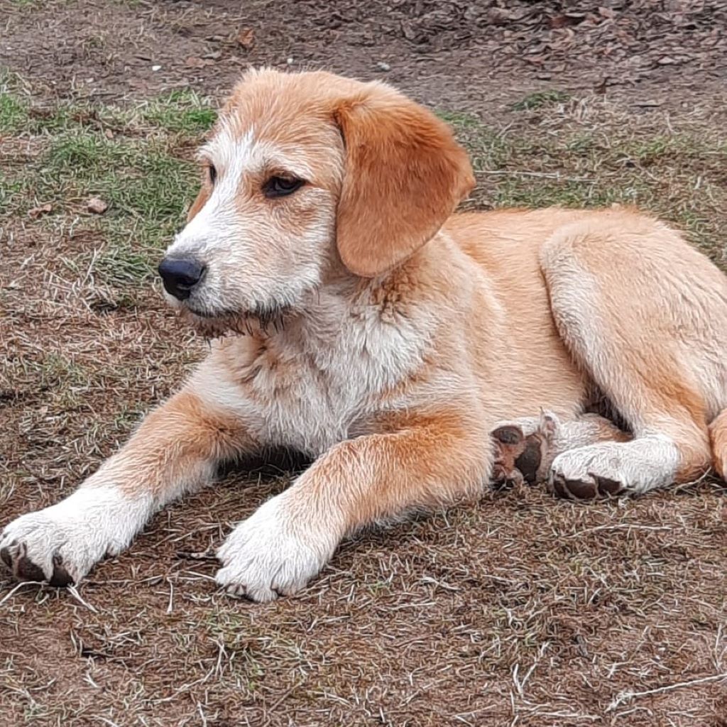 Mischling Lima, 08/2025, Endgröße 53 cm, 28717 Bremen