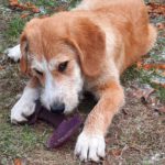 Mischling Lima, 08/2025, Endgröße 53 cm, 28717 Bremen