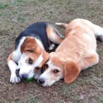 Mischling Lima, 08/2025, Endgröße 53 cm, 28717 Bremen