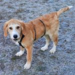 Mischling Lima, 08/2025, Endgröße 53 cm, 28717 Bremen