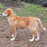 Mischling Lima, 08/2025, Endgröße 53 cm, 28717 Bremen