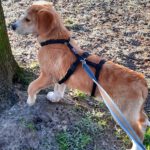 Mischling Lima, 08/2025, Endgröße 53 cm, 28717 Bremen