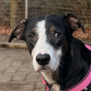 Mischling Lola, 02/2024, ca. 45 cm, 48465 Isterberg