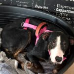 Mischling Lola, 02/2024, ca. 45 cm, 48465 Isterberg