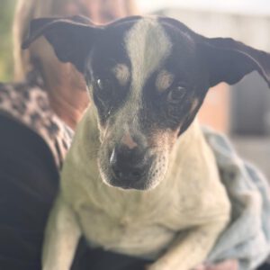 Bodeguero Lolo, 12/2012, ca. 43 cm