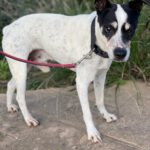 Bodeguero Lolo, 12/2012, ca. 43 cm