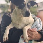 Bodeguero Lolo, 12/2012, ca. 43 cm