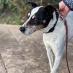 Bodeguero Lolo, 12/2012, ca. 43 cm