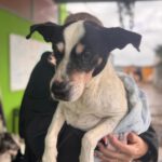 Bodeguero Lolo, 12/2012, ca. 43 cm