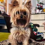 Yorkshire Terrier Lucy, 01/2019, ca. 20 cm, 88677 Markdorf