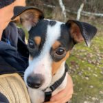 Bodeguero Mischling Lule, 03/2025, ca. 40 cm, 04318 Leipzig