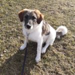 Mischling Lullu,06/2025, Endgröße ca. 60 cm, 78661 Dietingen