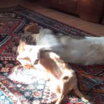 Mischling Lullu,06/2025, Endgröße ca. 60 cm, 78661 Dietingen