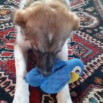 Mischling Lullu,06/2025, Endgröße ca. 60 cm, 78661 Dietingen