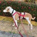 Podenco Lupita, 10/2021, ca. 45 cm