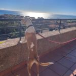 Podenco Lupita, 10/2021, ca. 45 cm