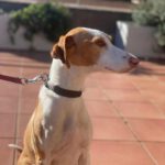 Podenco Lupita, 10/2021, ca. 45 cm