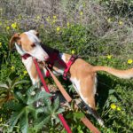 Podenco Lupita, 10/2021, ca. 45 cm