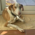 Podenco Lupita, 10/2021, ca. 45 cm