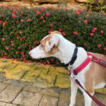 Podenco Lupita, 10/2021, ca. 45 cm