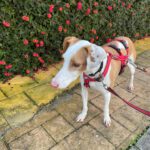 Podenco Lupita, 10/2021, ca. 45 cm