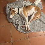 Podenco Lupita, 10/2021, ca. 45 cm