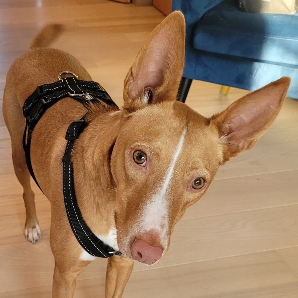 Podenco Luque, 10/2023, ca. 45 cm, 24235 Laboe