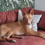 Podenco Luque, 10/2023, ca. 45 cm, 20359 Hamburg