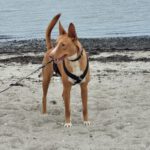 Podenco Luque, 10/2023, ca. 45 cm, 20359 Hamburg