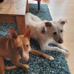 Podenco Luque, 10/2023, ca. 45 cm, 20359 Hamburg