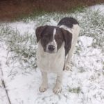 Mischling Mailo, 07/2025, Endgröße ca. 60 cm,17121 Loitz