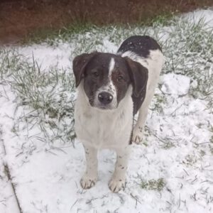 Mischling Mailo, 07/2025, Endgröße ca. 60 cm,17121 Loitz