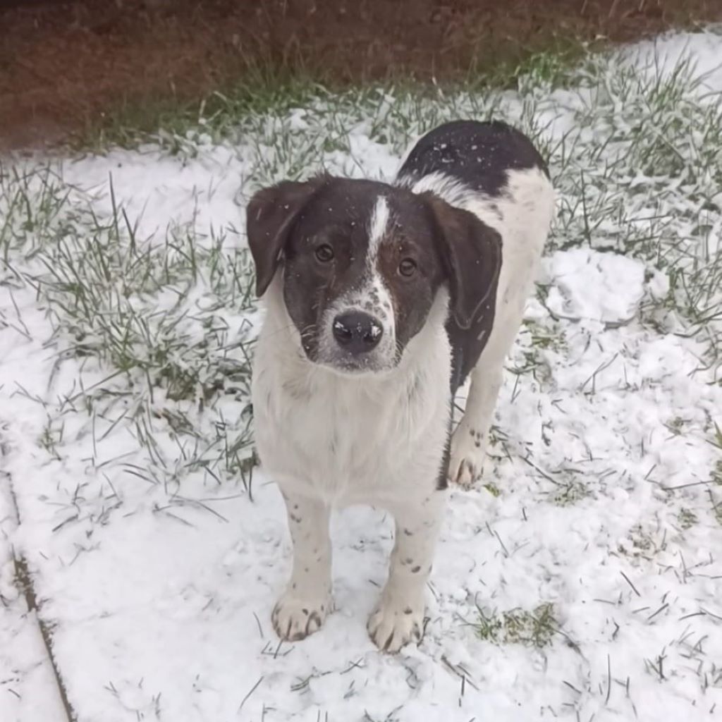 Mischling Mailo, 07/2025, Endgröße ca. 60 cm,17121 Loitz