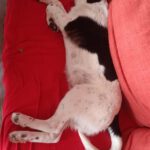 Mischling Mailo, 07/2025, Endgröße ca. 60 cm,17121 Loitz