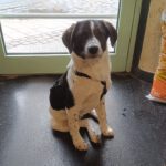 Mischling Mailo, 07/2025, Endgröße ca. 60 cm,17121 Loitz