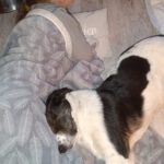 Mischling Mailo, 07/2025, Endgröße ca. 60 cm,17121 Loitz