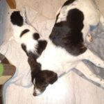 Mischling Mailo, 07/2025, Endgröße ca. 60 cm,17121 Loitz