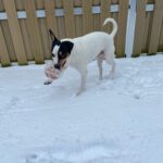 Bodeguero-Mischling Manchas, 05/2023, ca. 40 cm, 28790 Schwanewede