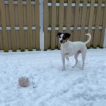 Bodeguero-Mischling Manchas, 05/2023, ca. 40 cm, 28790 Schwanewede