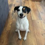 Bodeguero-Mischling Manchas, 05/2023, ca. 40 cm, 28790 Schwanewede