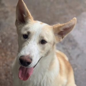 Mischling Mango, 04/2025 , Endgröße ca. 45- 55 cm