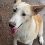 Mischling Mango, 04/2025 , Endgröße ca. 45- 55 cm