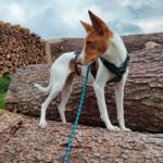 Podenco Marcos, 10/2023, ca. 45 cm, 73630 Remshalden